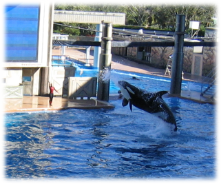 Shamu, or family