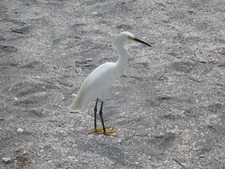 Some bird