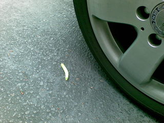 Caterpillar on driveway