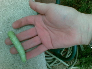 Caterpillar on my hand
