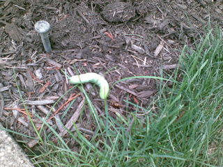 Caterpillar on mulch