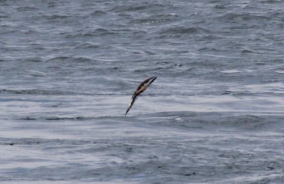 Booby Diving