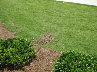 Dog Crap