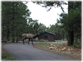 Elk