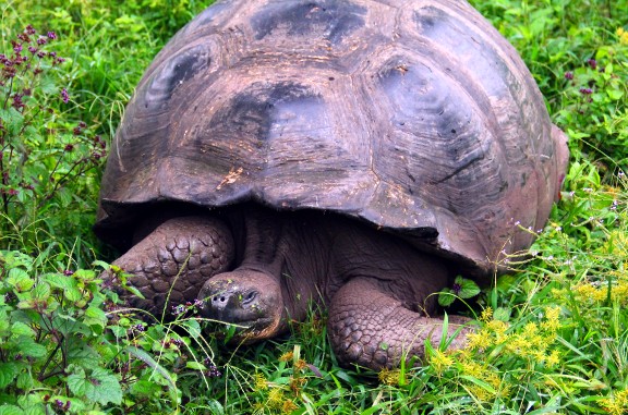 Giant Tortoise