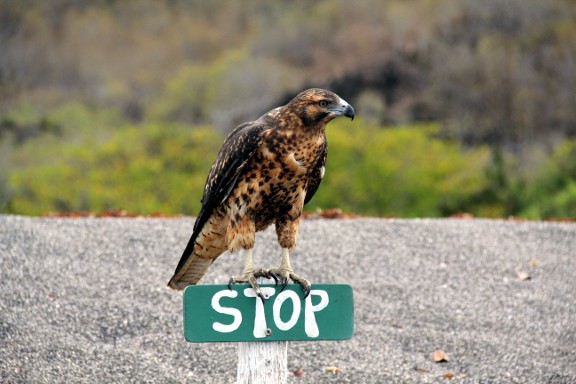 Galapagos Hawk