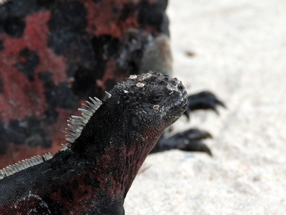 Marine Iguana