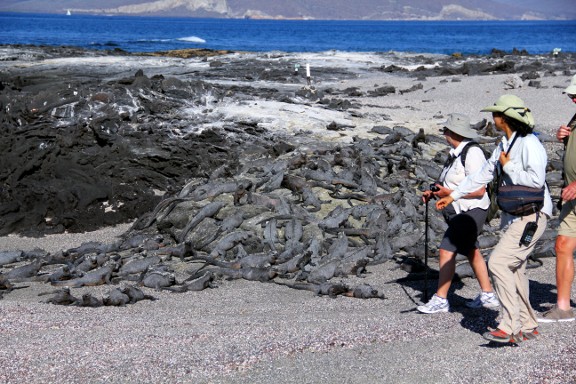 Iguanas