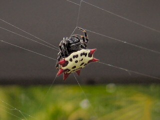 Spiny-orb weaver
