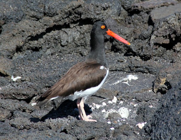 Oystercatcher