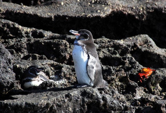 Penguins