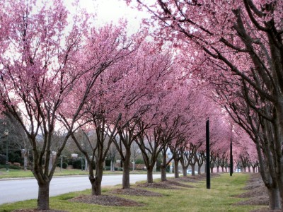Cherry Blossoms