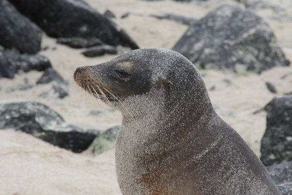 Sea Lion