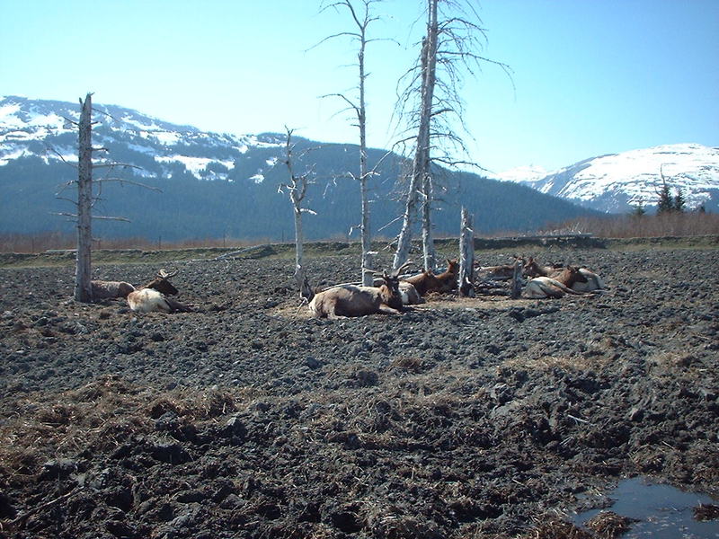 big_game_alaska_animals_dead.jpg