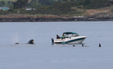 orca2.png