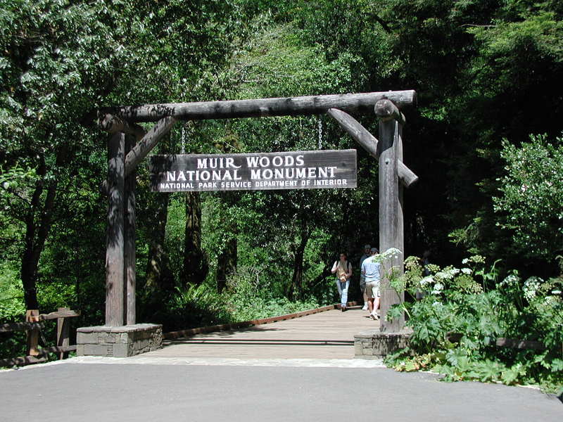 muirwoods.jpg