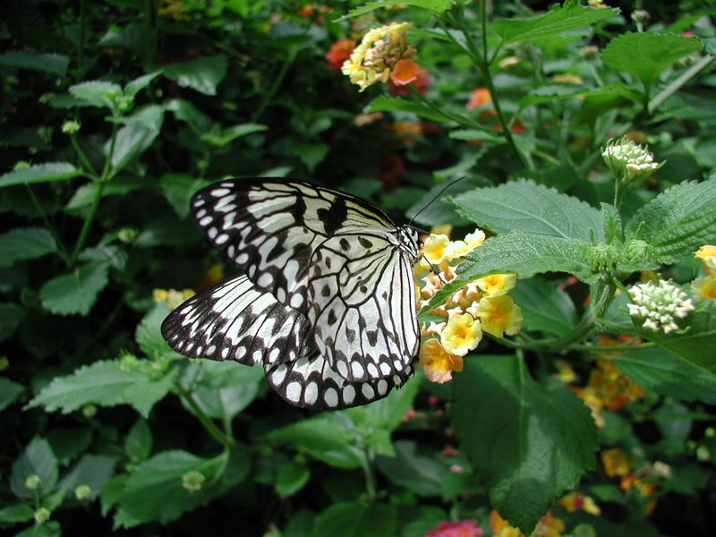butterfly_closeup2.jpg