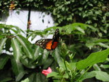 butterfly_closeup.jpg