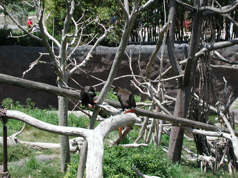 monkey.jpg